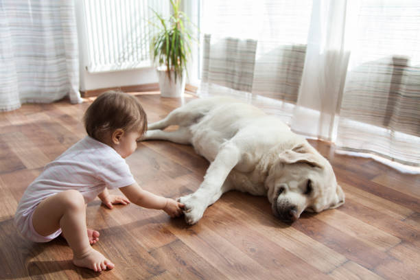 Pet Friendly Flooring | Mill Direct Floor Coverings
